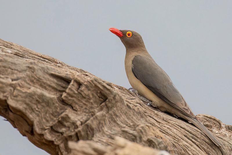 Red-billed Oxpecker