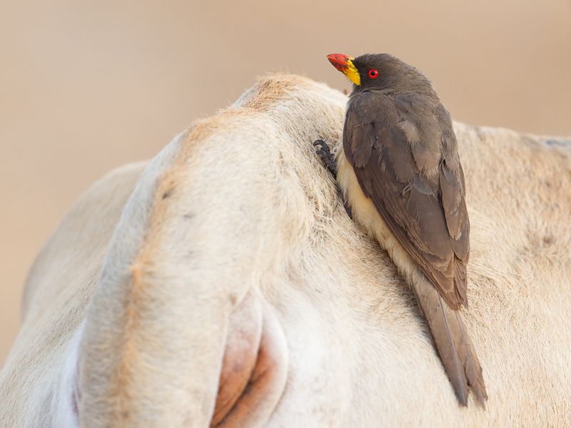 217 Buphagidae - Oxpeckers