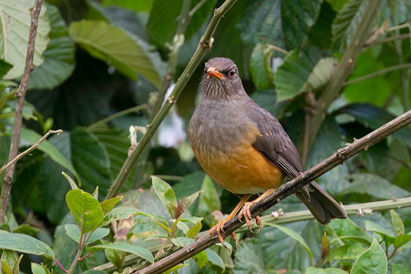 Abyssinian Thrush