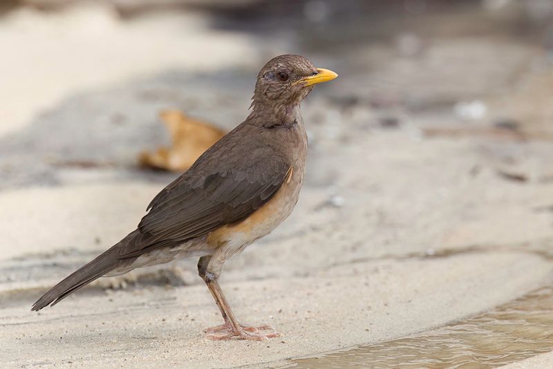 African Thrush