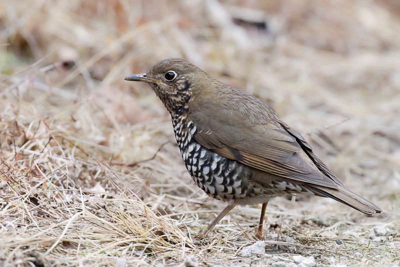 Alpine Thrush