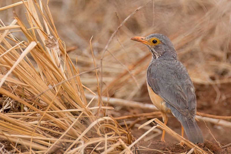 Bare-eyed Thrush