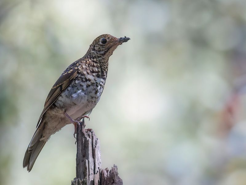 Bassian Thrush