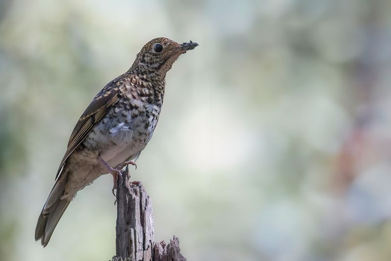 Bassian Thrush