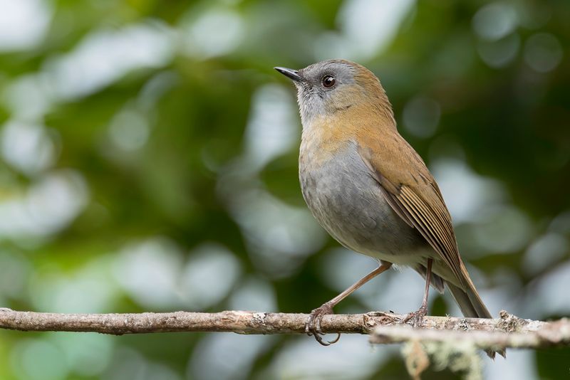 Black-billed Nightingale-Thrush