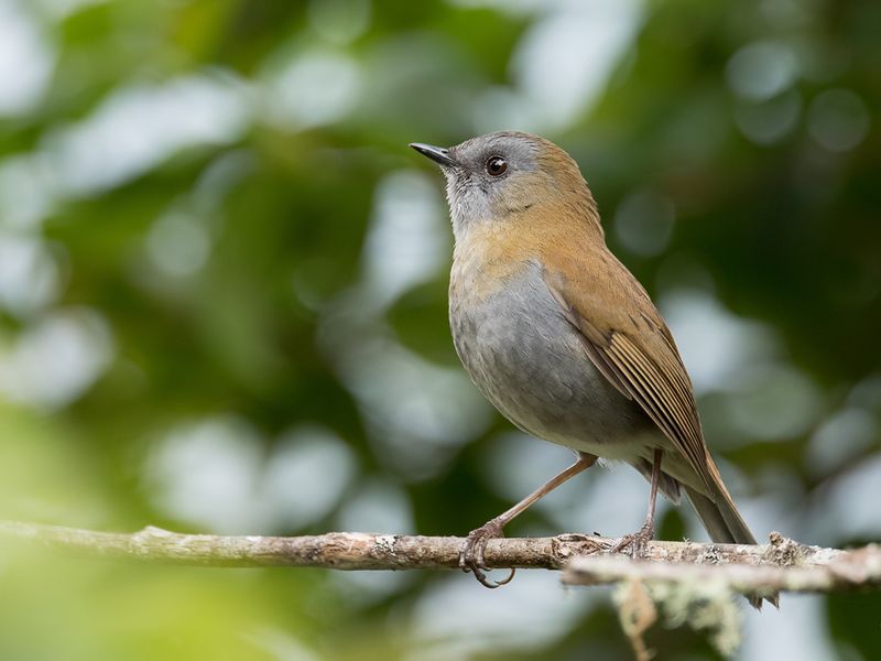 Black-billed Nightingale-Thrush