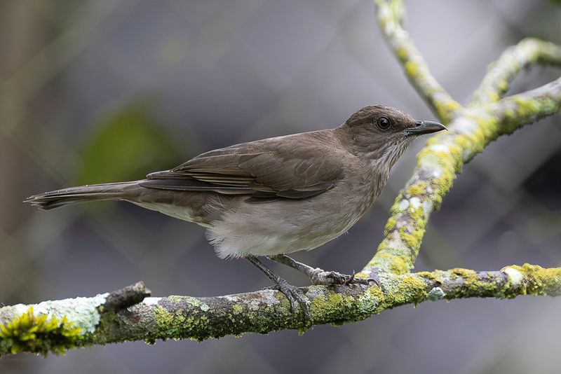 Black-billed Thrush