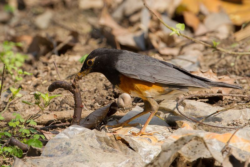 Black-breasted Thrush