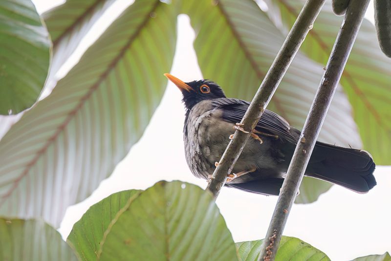 Black-hooded Thrush