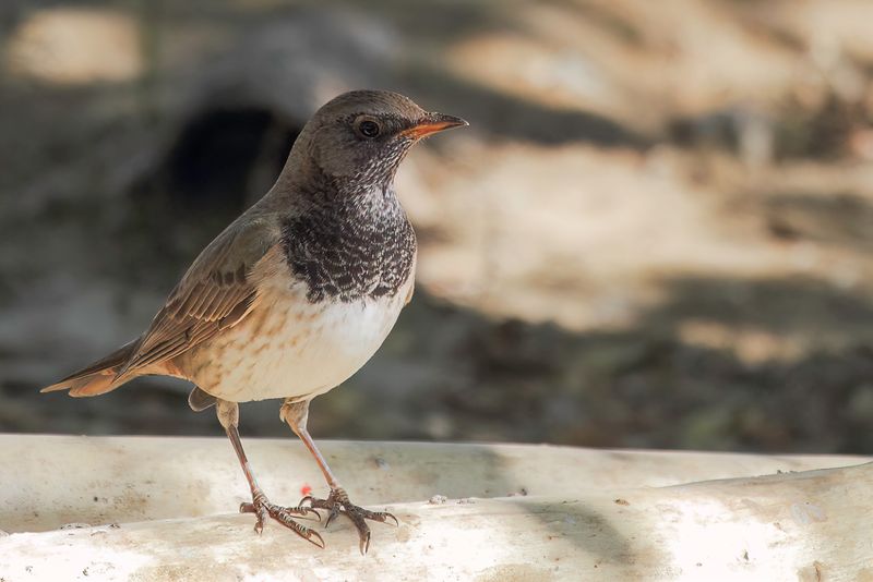 Black-throated Thrush