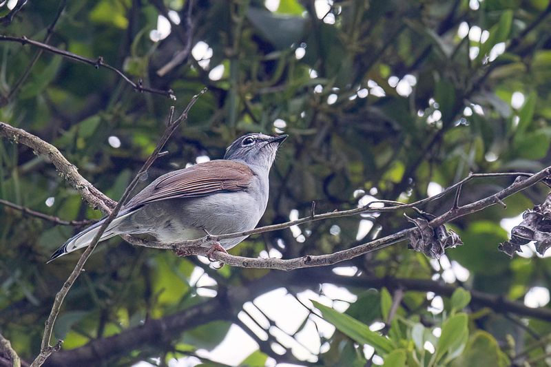 Brown-backed Solitaire