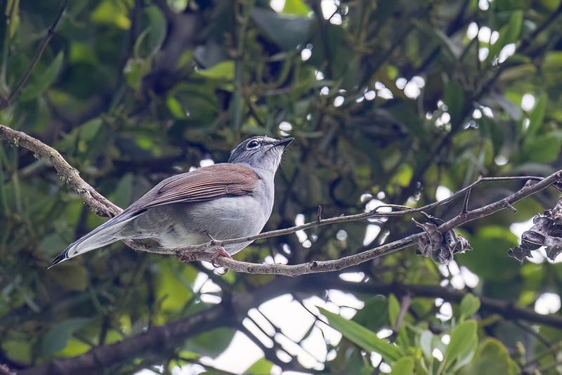 Brown-backed Solitaire