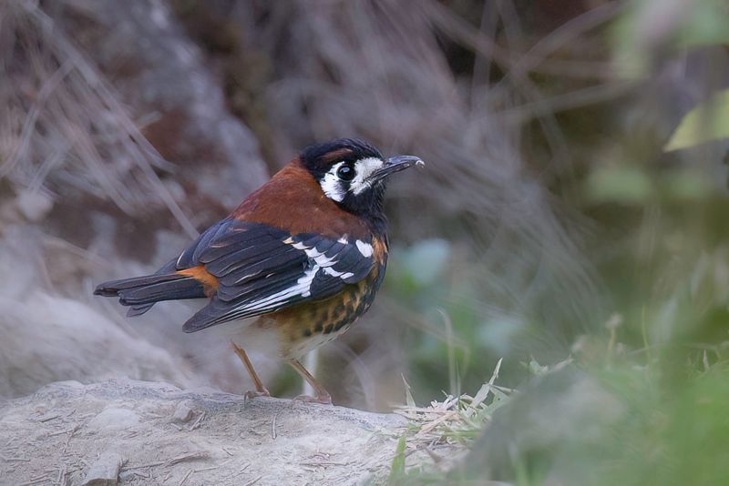 Chestnut-backed Thrush