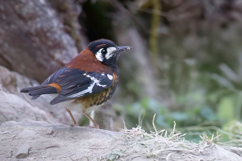 Chestnut-backed Thrush