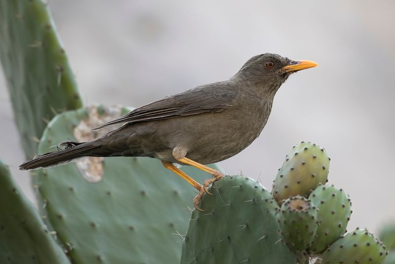 Chiguanco Thrush