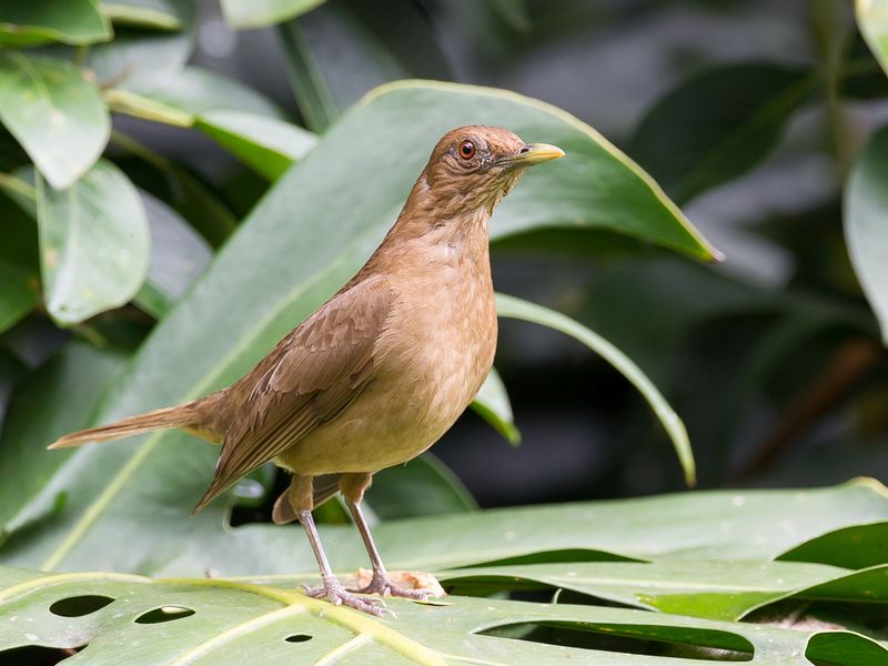 Clay-coloured Thrush