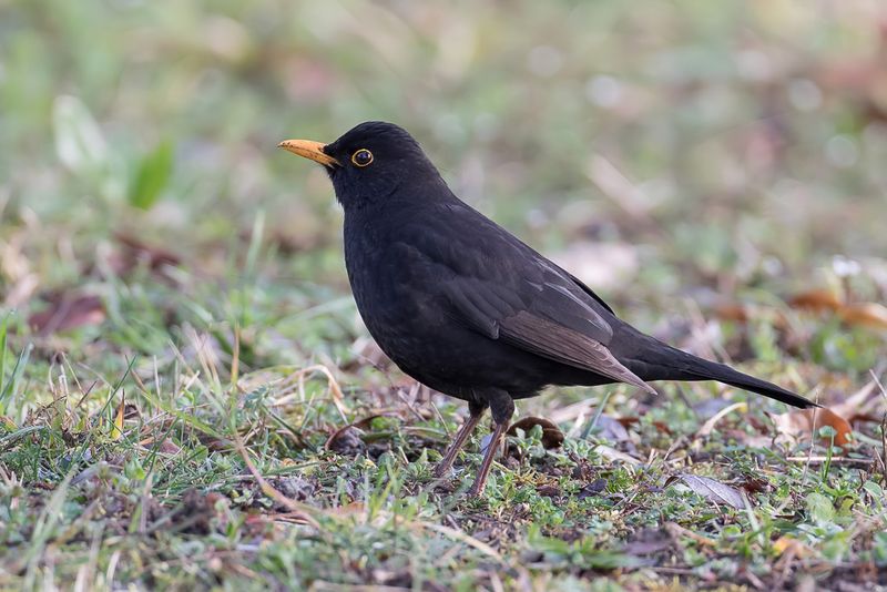 Common Blackbird