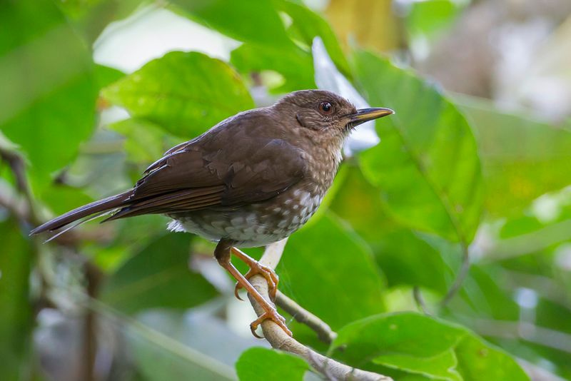Comoros Thrush