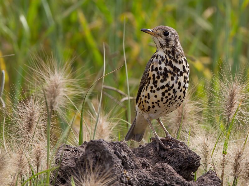 Ethiopian Thrush