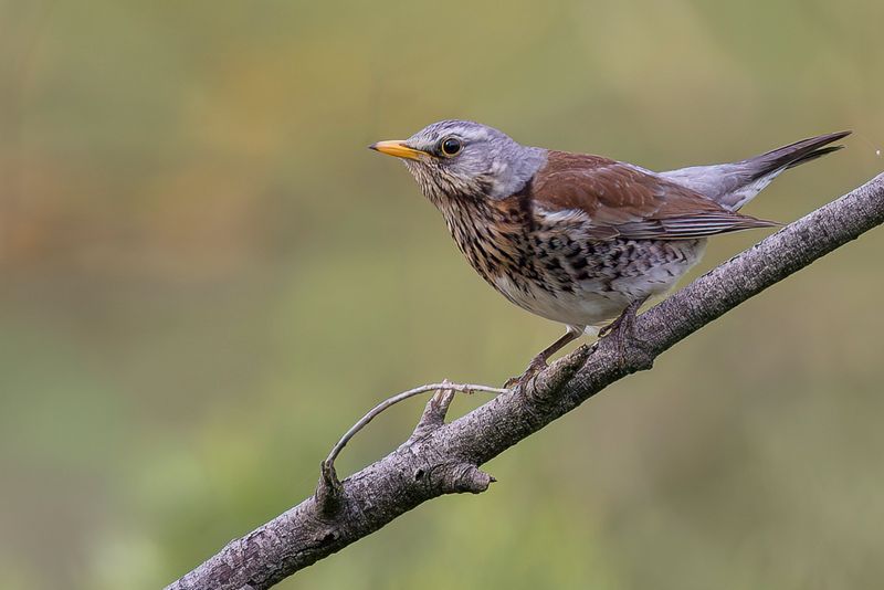 Fieldfare