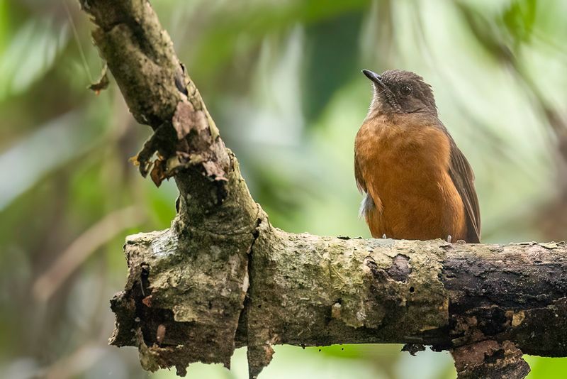 Finsch's Rufous Thrush