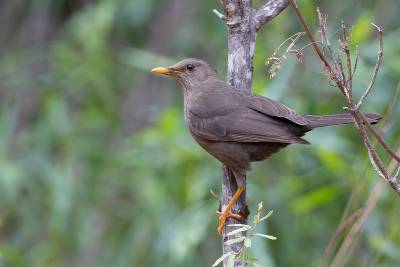 Glossy-black Thrush (f)