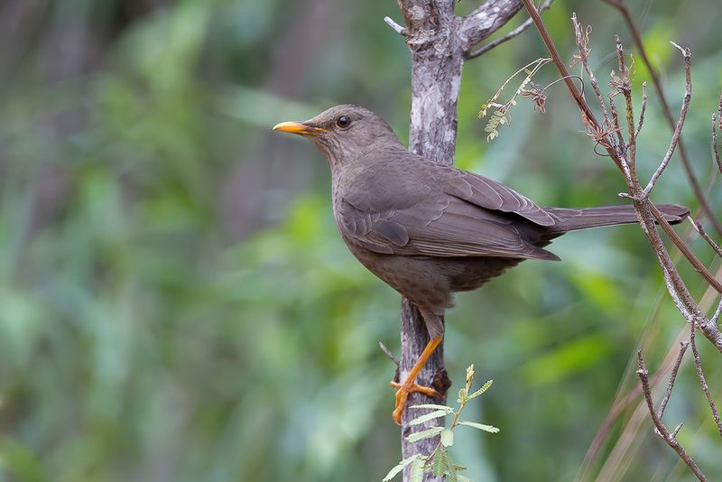 Glossy-black Thrush (f)