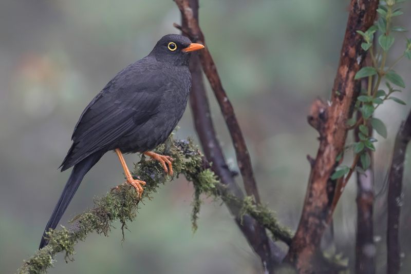Great Thrush (m)