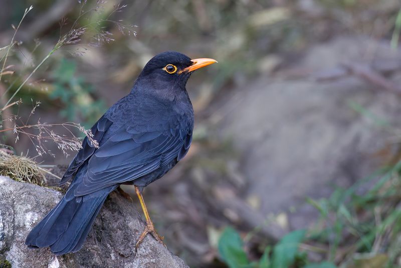 Indian Blackbird