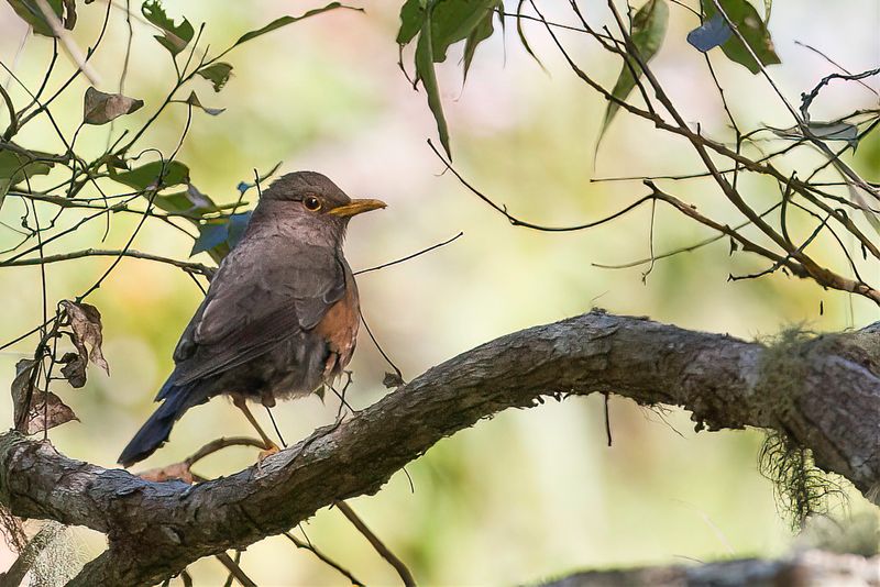 Sulawesi Island Thrush