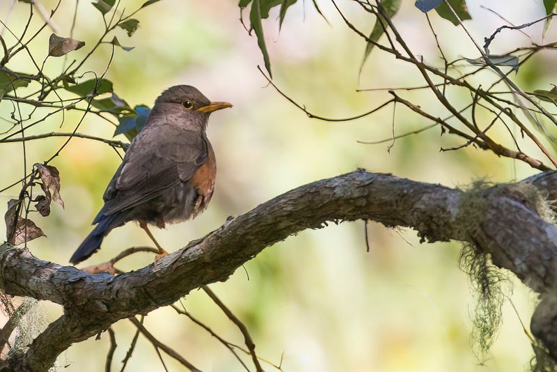 Sulawesi Island Thrush