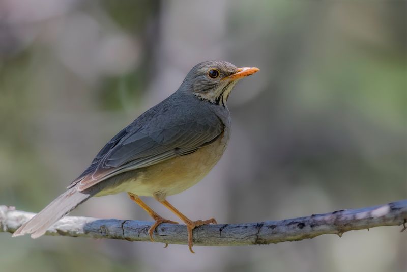 Kurrichane Thrush