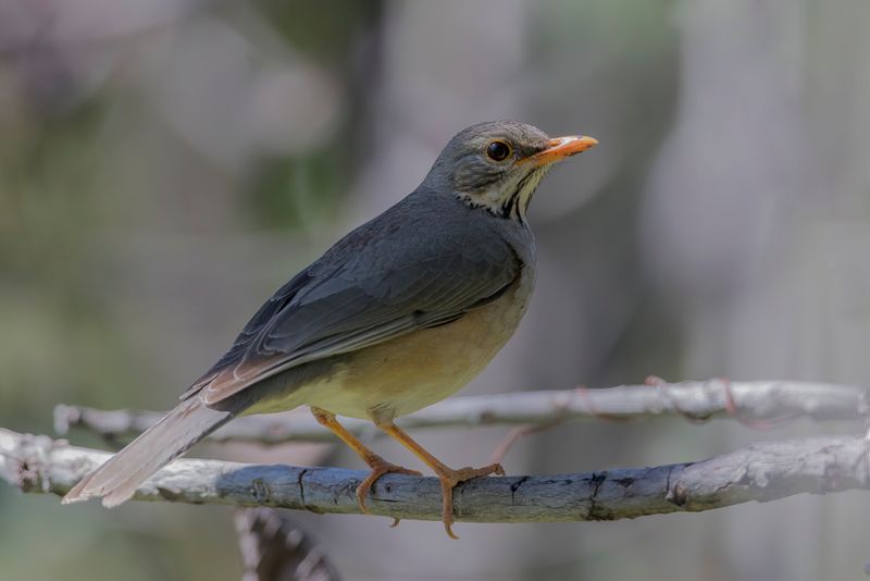 Kurrichane Thrush