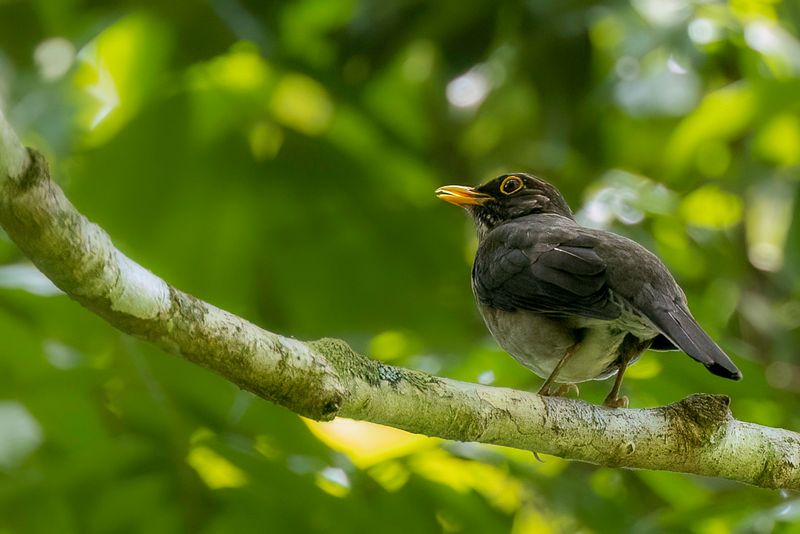 Lawrence's Thrush