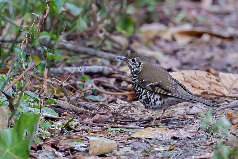 Long-tailed Thrush