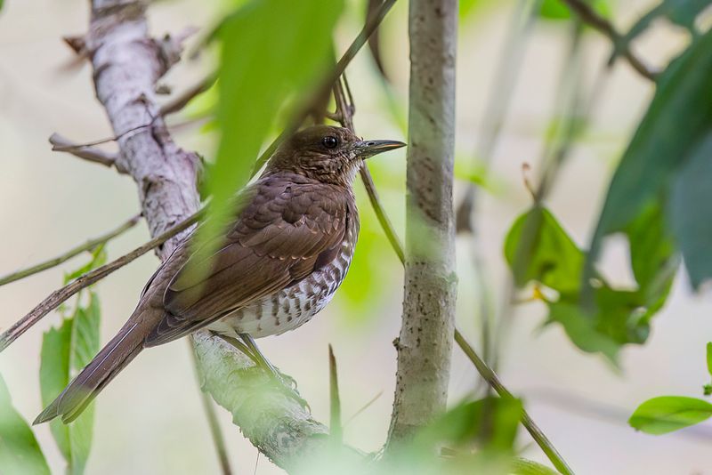 Maranon Thrush