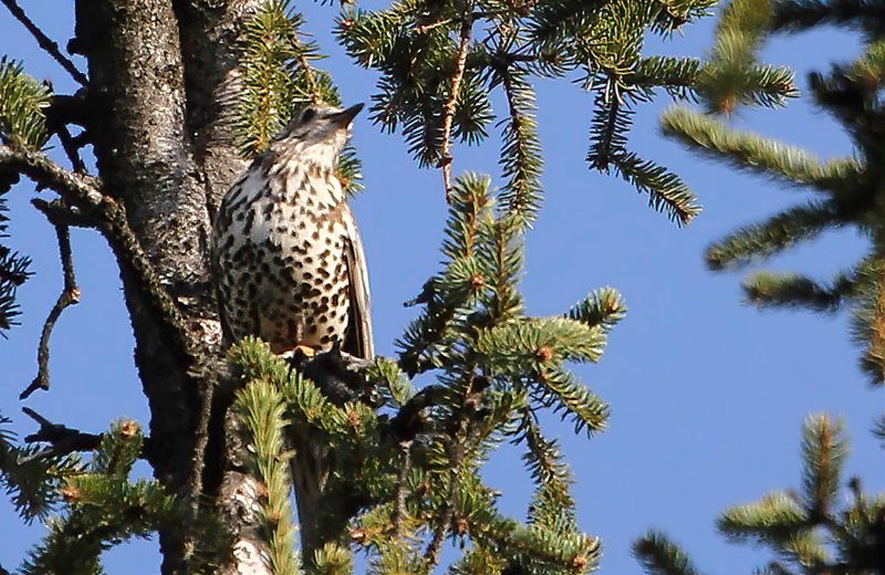 Mistle Thrush