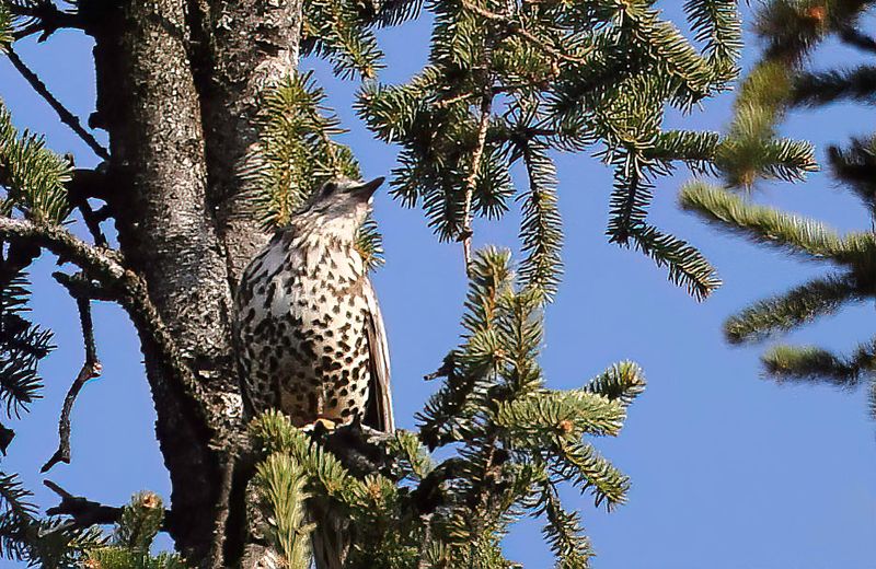 Mistle Thrush