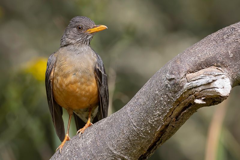 Olive Thrush