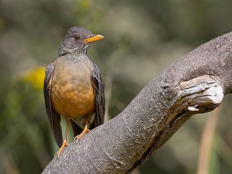 Olive Thrush