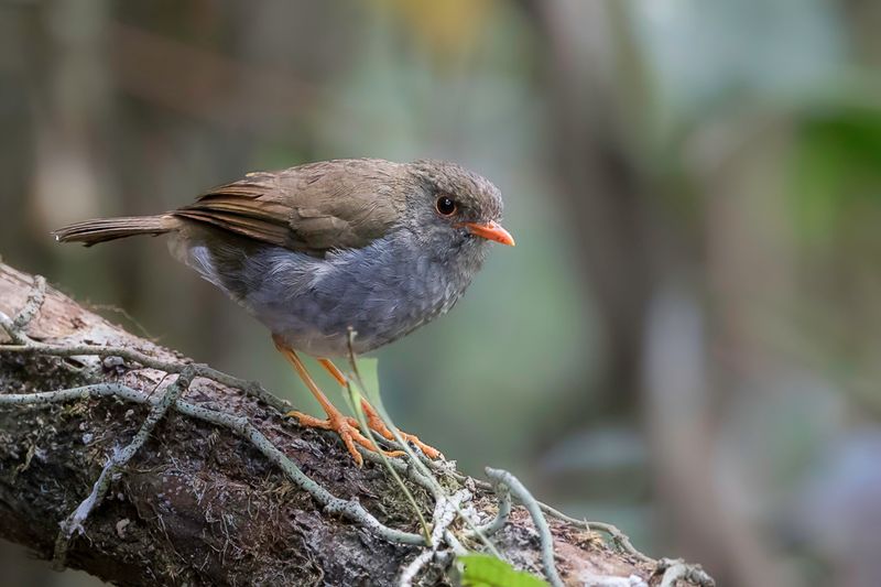 Orange-billed Nightingale-Thrush
