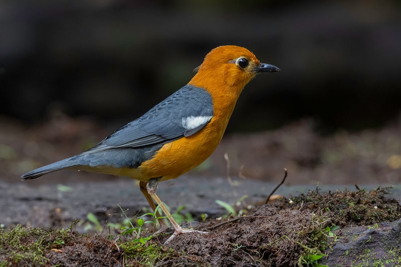 Orange-headed Thrush