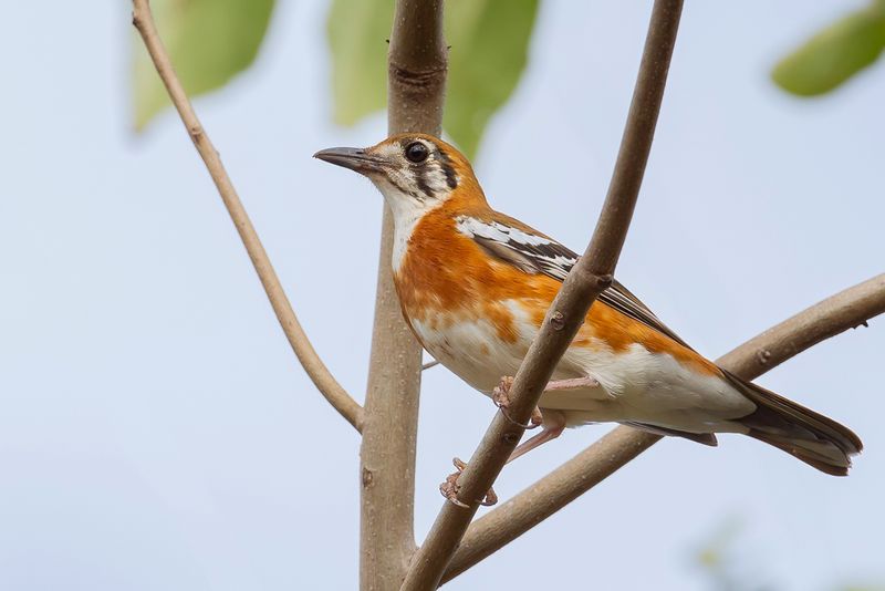 Orange-sided Thrush