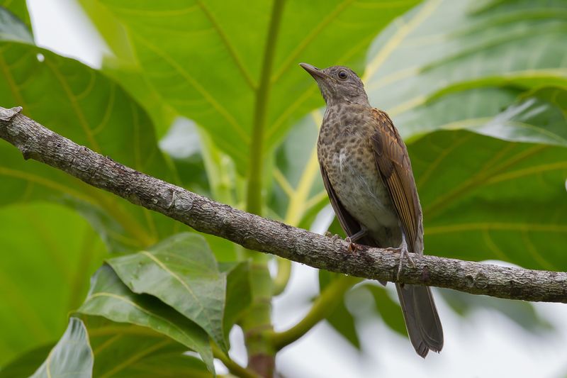 Pale-breasted Thrush