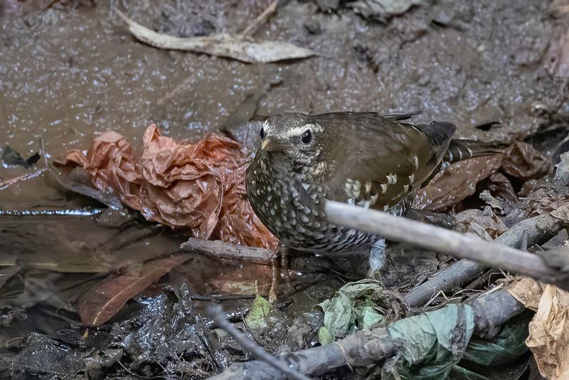 Pied Thrush (f)