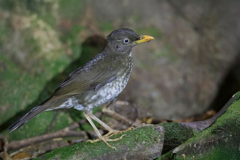 Principe Thrush