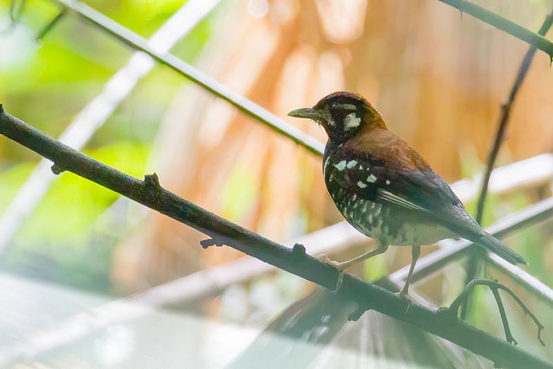 Red-backed Thrush