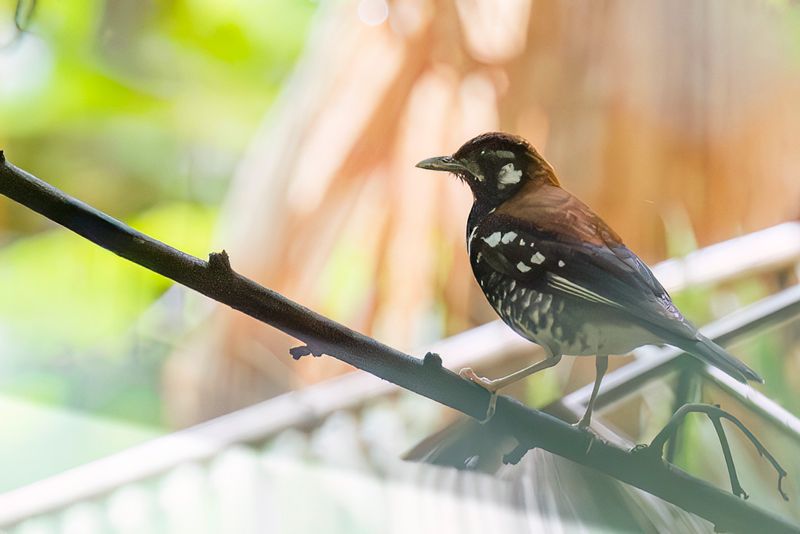 Red-backed Thrush