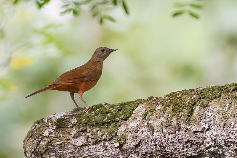 Red-tailed Ant Thrush