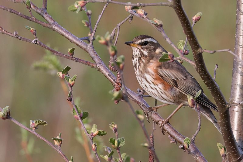 Redwing